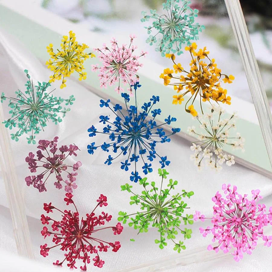 Body Jewelry Display Case - 60 ชิ้นกดแห้ง 20-25 มิลลิเมตร Ammi Majus