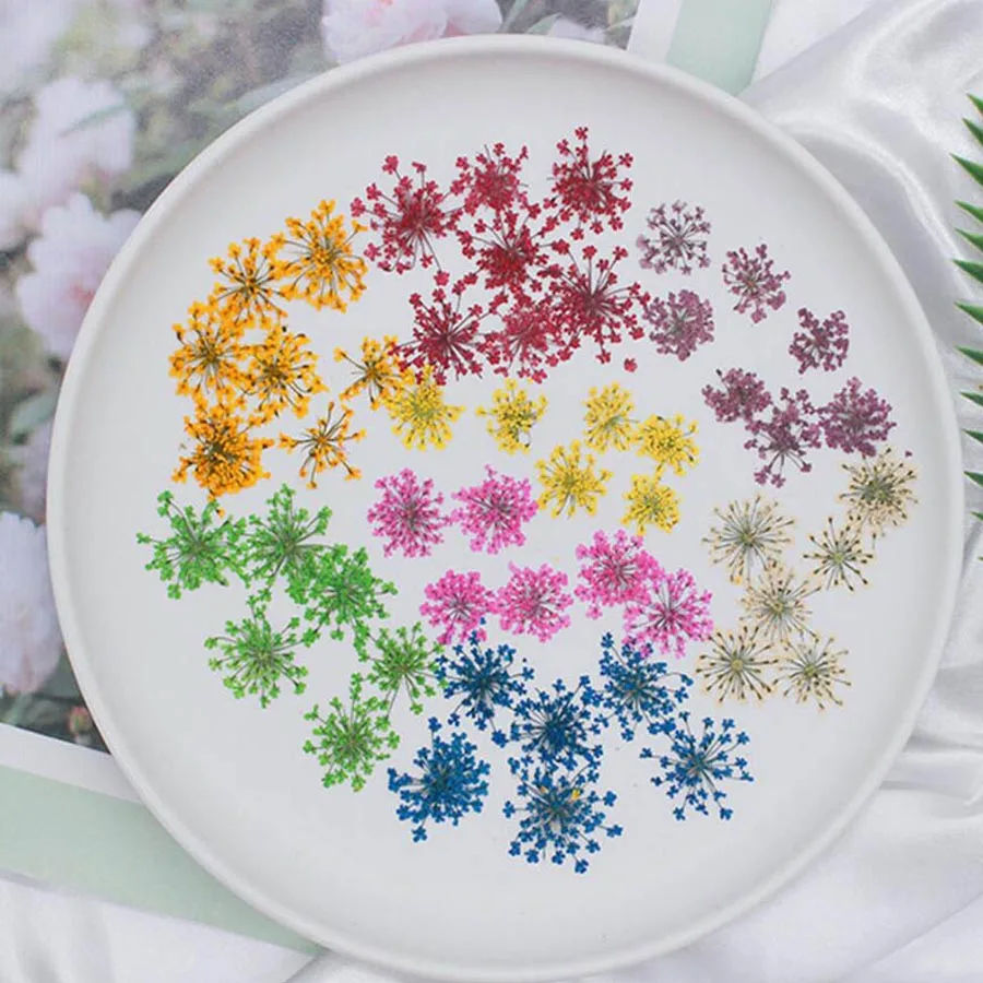 60 ชิ้นกดแห้ง 20-25 มิลลิเมตร  - Body Jewelry Display Case บทวิจารณ์และราคา