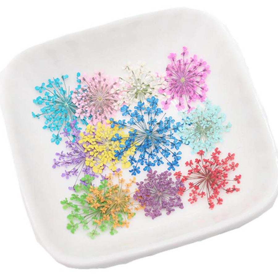 60ชิ้นกดแห้ง15-20มมดอกไม้ Mami - Body Jewelry Display Case บทวิจารณ์และราคา