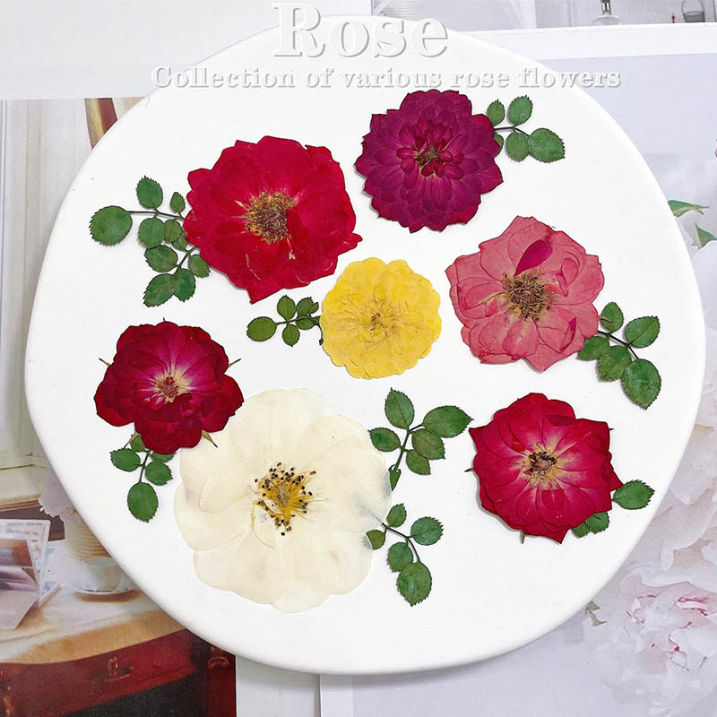 60 ชิ้น Pressed แห้งสีแดงสีเหล - Body Jewelry Display Case บทวิจารณ์และราคา