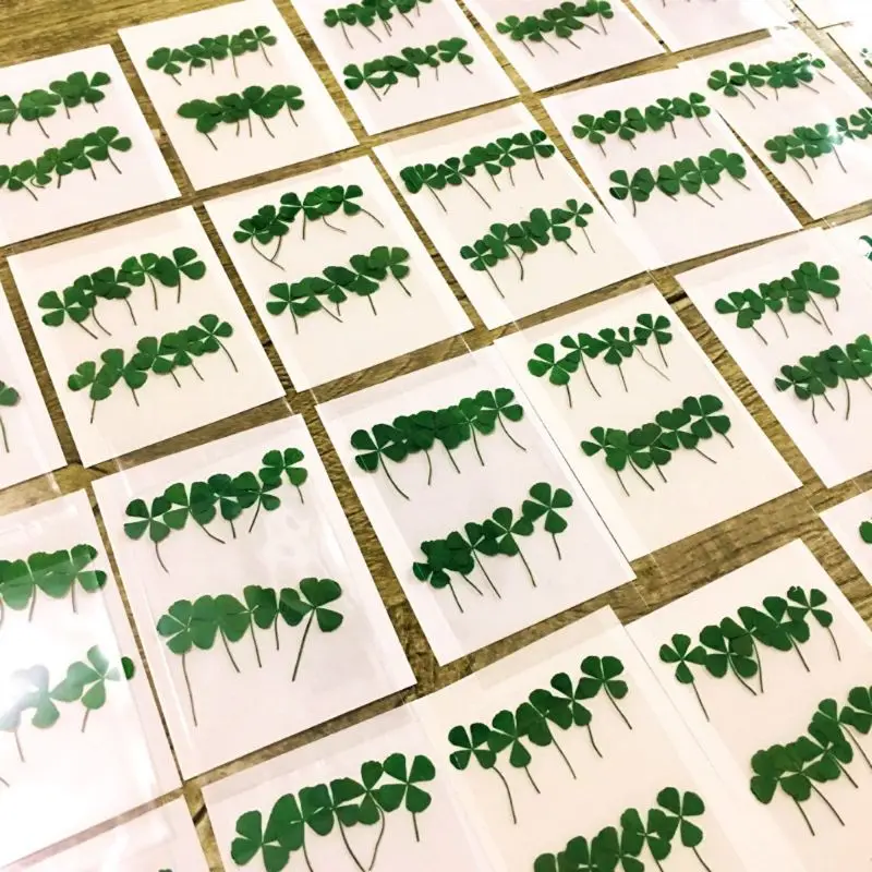 12 ชิ้น Lucky แห้ง Leaf Clover - Body Jewelry Display Case บทวิจารณ์และราคา